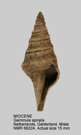 MIOCENE Gemmula spiralis.jpg - MIOCENEGemmula spiralis(Serres,1829)